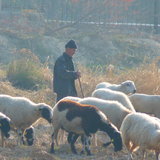 Making Cheese with Local Shepherd